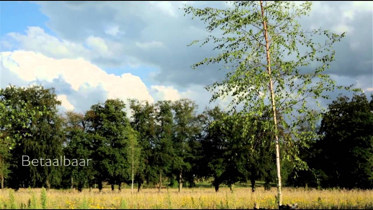 Natuurbegraafplaats Heidepol Zomer 2013