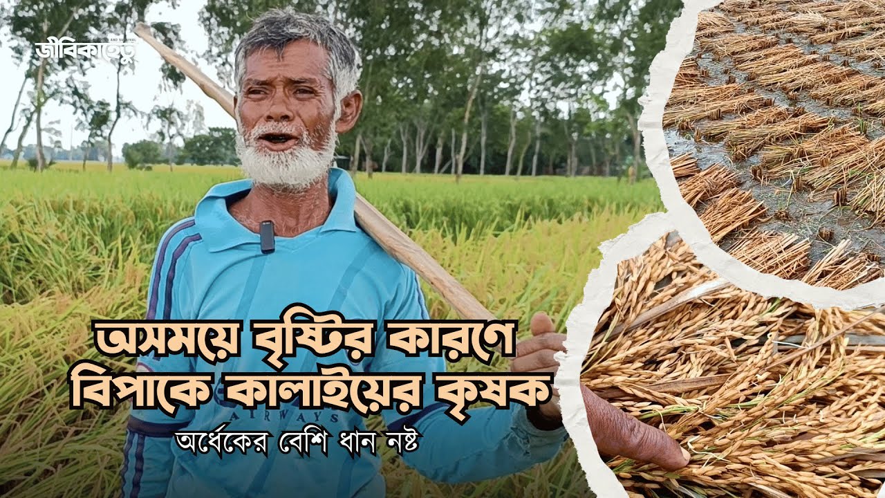 বৃষ্টির কারণে কৃষক বিপাকে - অর্ধেকের বেশি ধান নষ্ট - জীবিকাহেতু