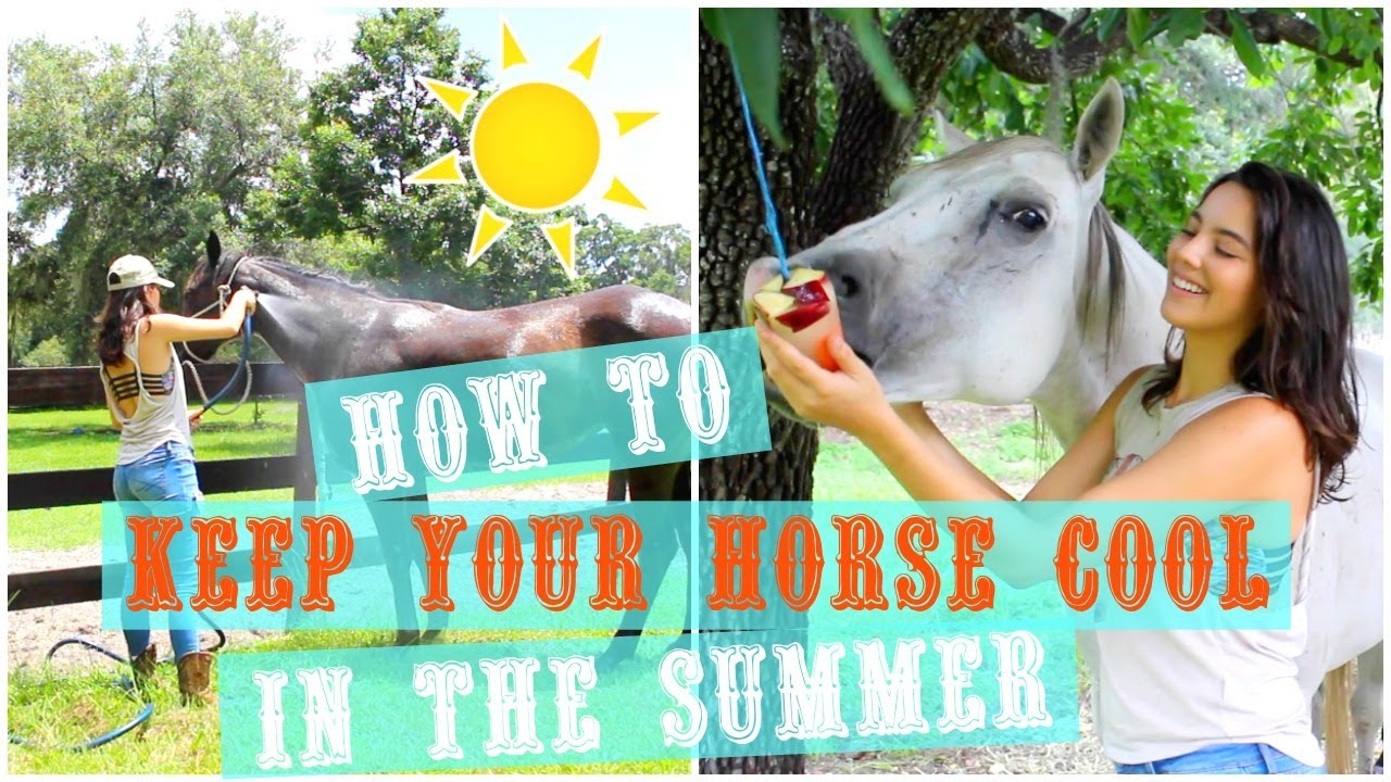 How To Keep Your Horse Cool  And Hydrated In The Summer