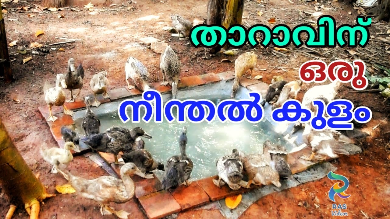 താറാവിന് ഒരു  കുളം ഉണ്ടാക്കുന്നത് എങ്ങനെ?| Duck pond!|ചി ലവ് കുറഞ്ഞ രീതിയിൽ ഒരു  കുളം|Ras videoz