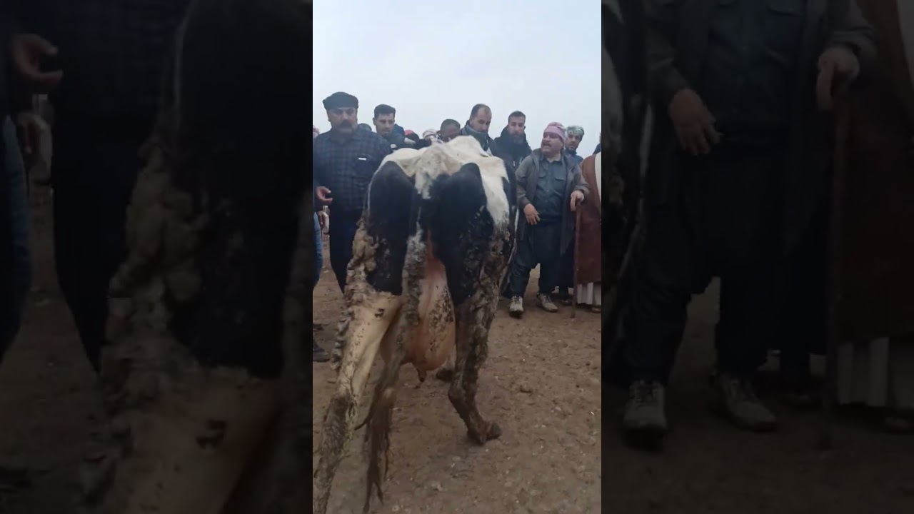 دابة هولشتاين مال حقول تم بيعها بسوق الحلال الموصل الساحل الأيمن الدلال رياض ابوعبد الجحيشي لايك ♥️