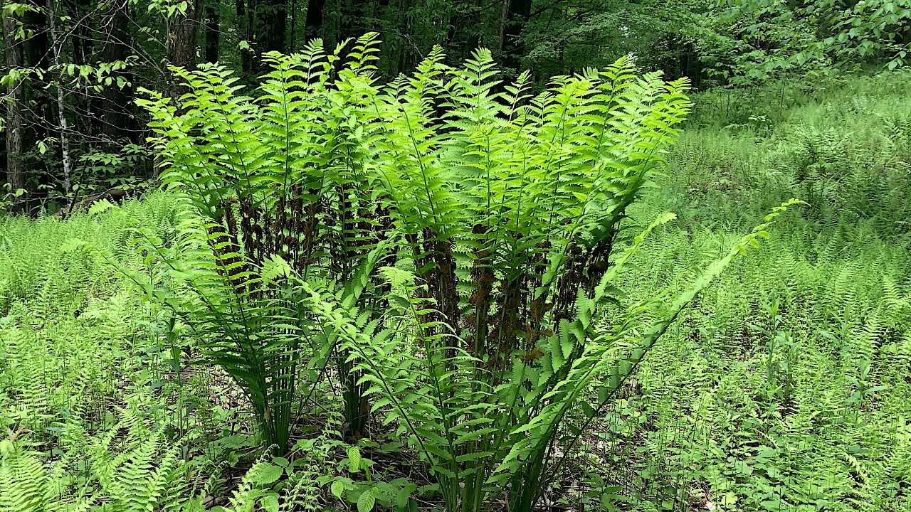 Interrupted Ferns