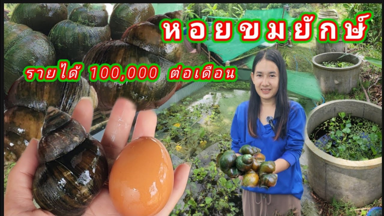 เลี้ยงหอยขมยักษ์​รายได้หลัก​100,000!! สาวสวยมุกดาหาร​ตกงานสู้ชีวิต​ หาเงินเลี้ยงครอบครัวจนตั้งตัวได้