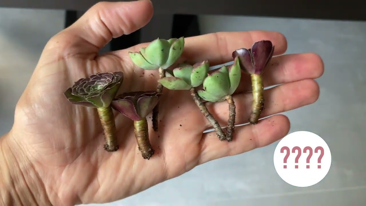 Why isn&rsquo;t my succulent growing? What to know about dormancy