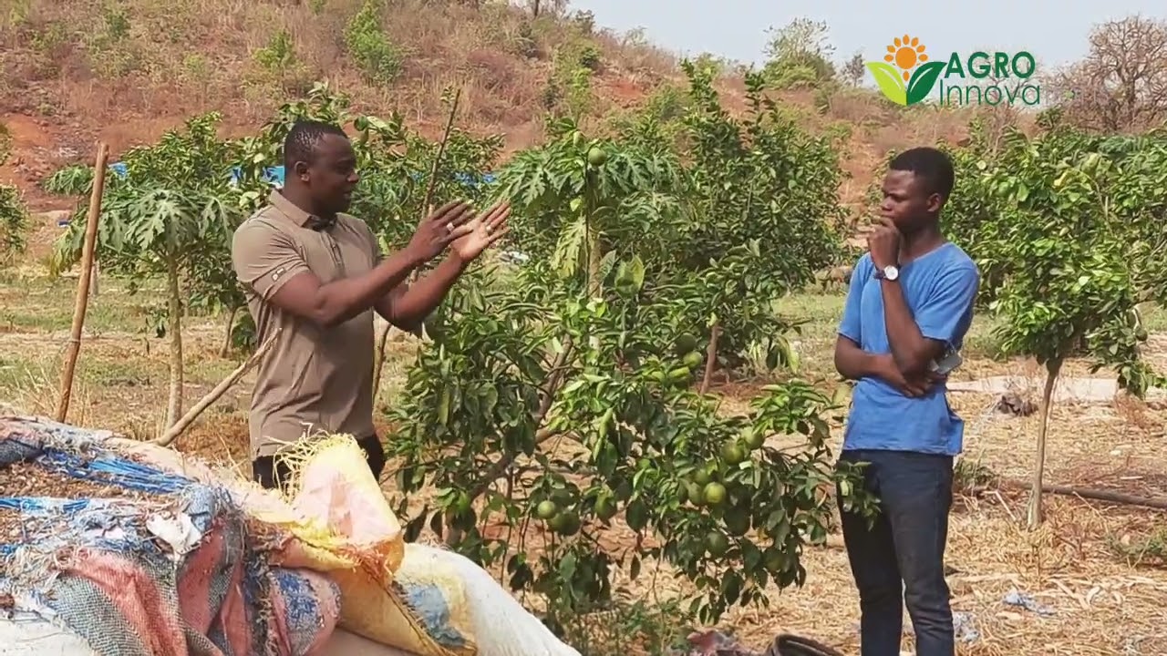 Il donne des fruits à quelques centimètres du sol, il s'agit des Orangers Pineapples