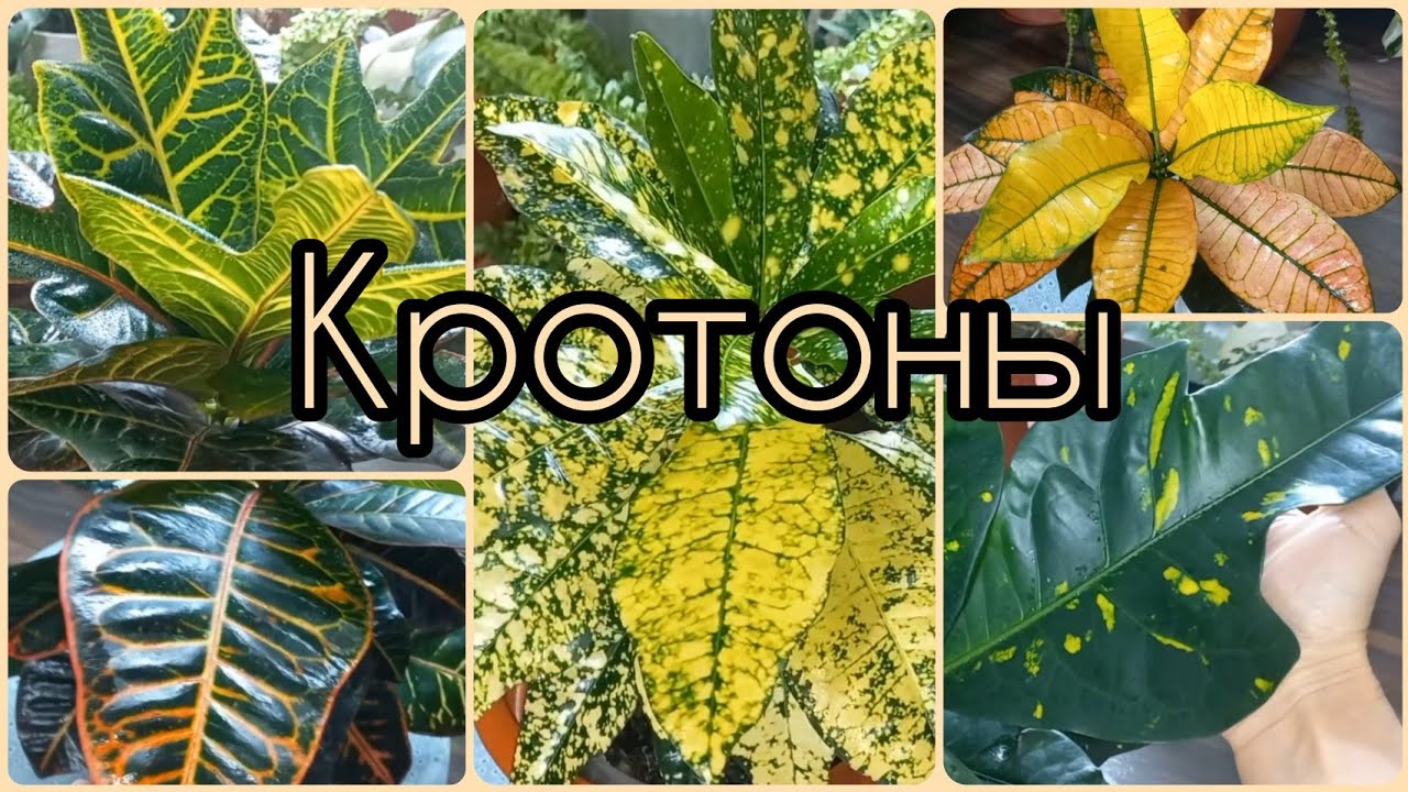 Любите ли вы КРОТОНЫ, как люблю я?🌱Яркие деревца🌺Уход🌱Экселент🌱Петра🌺Аукуболистный🌱Миссис Айстон