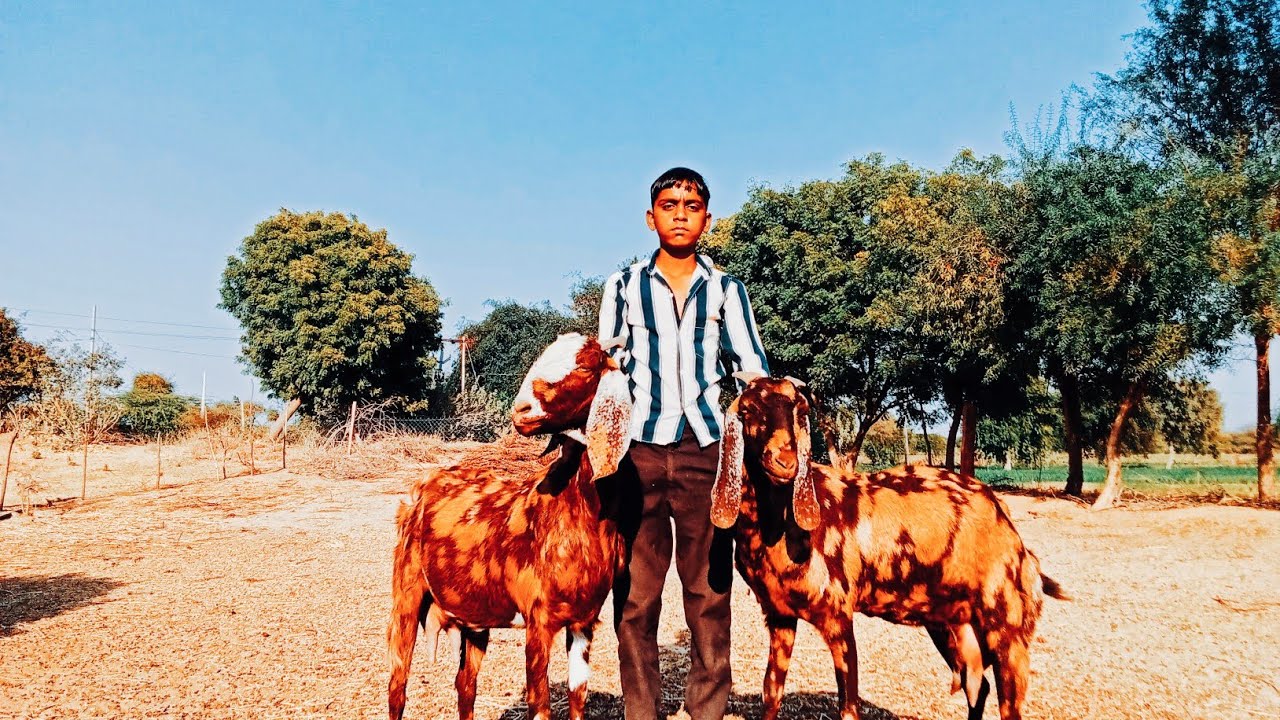 #Aajmeri#🐐#goat#
