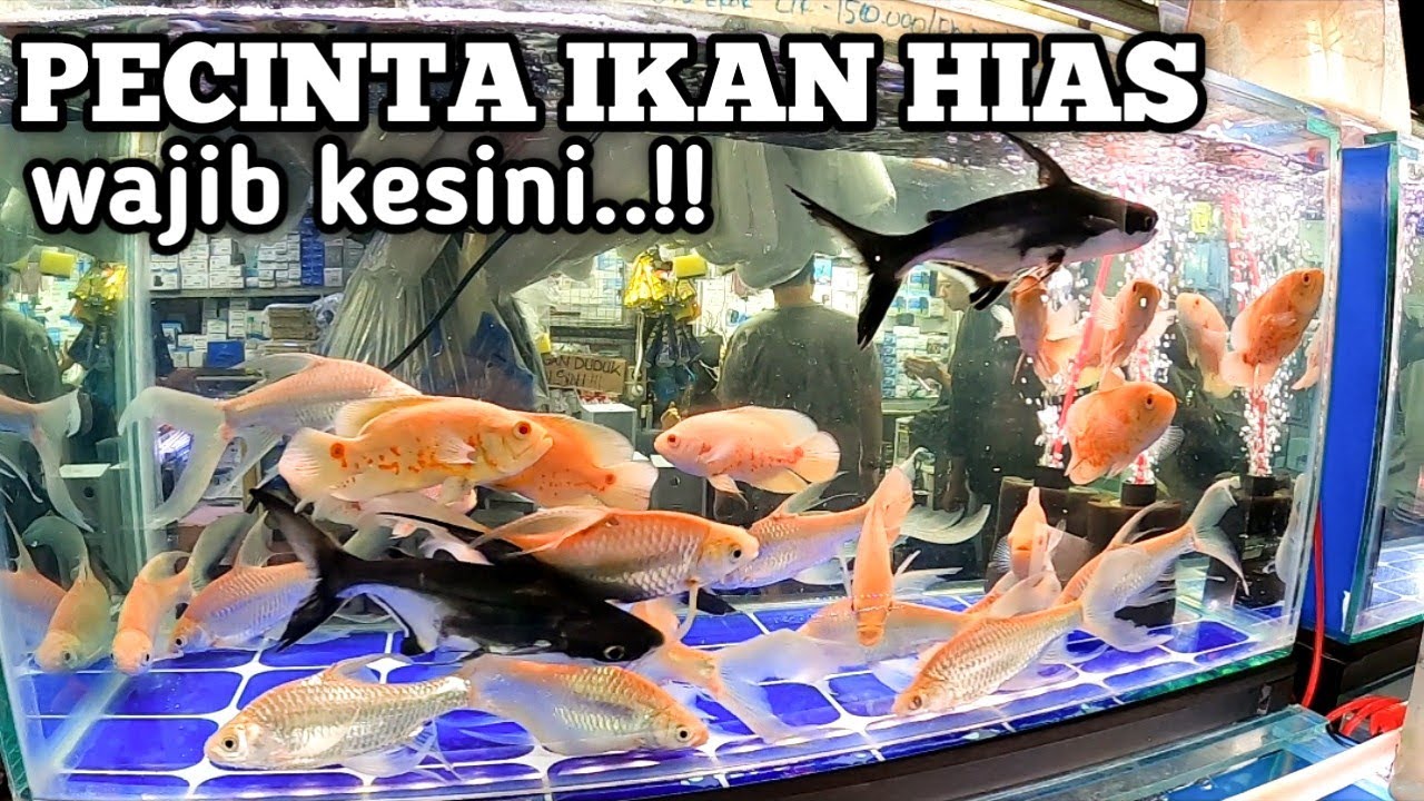 BELUSUKAN DI PASAR IKAN HIAS JATINEGARA JAKARTA.FULL PENGUNJUNG