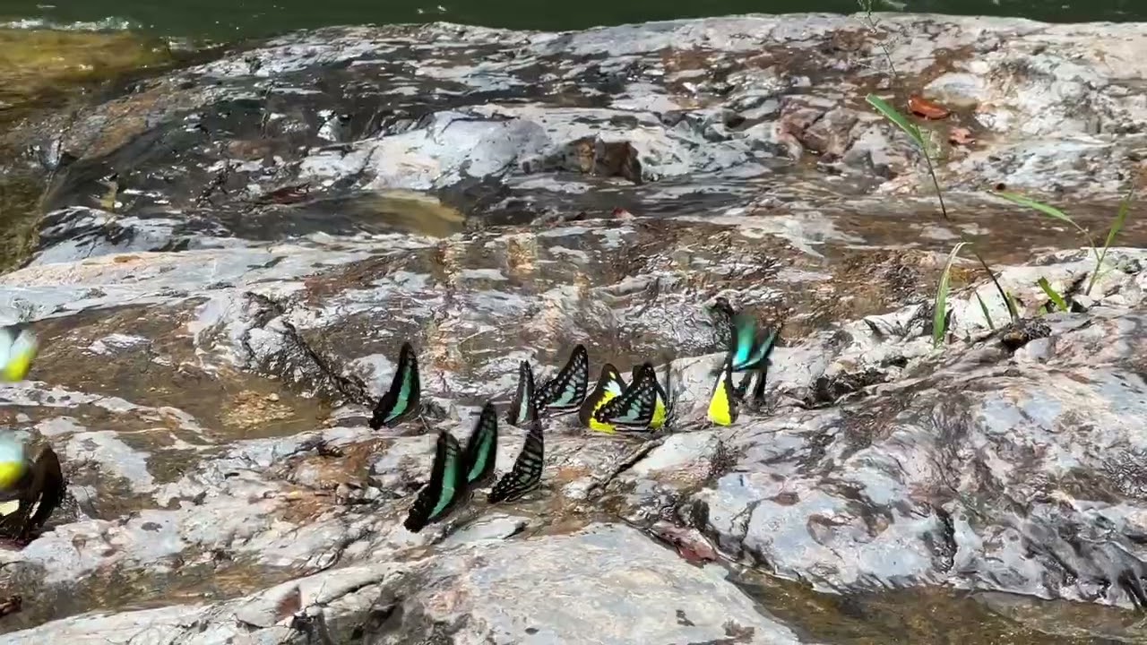 Lasir Waterfall | Butterflies | Kuala Terengganu | Malaysia, Lake Kenyir | Family Kohtient