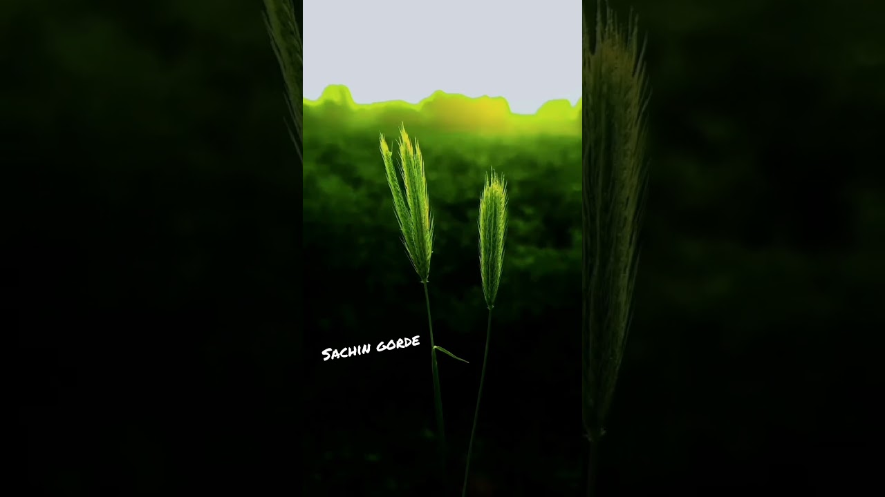 #shtkari #naturelovers #shetkari_manus