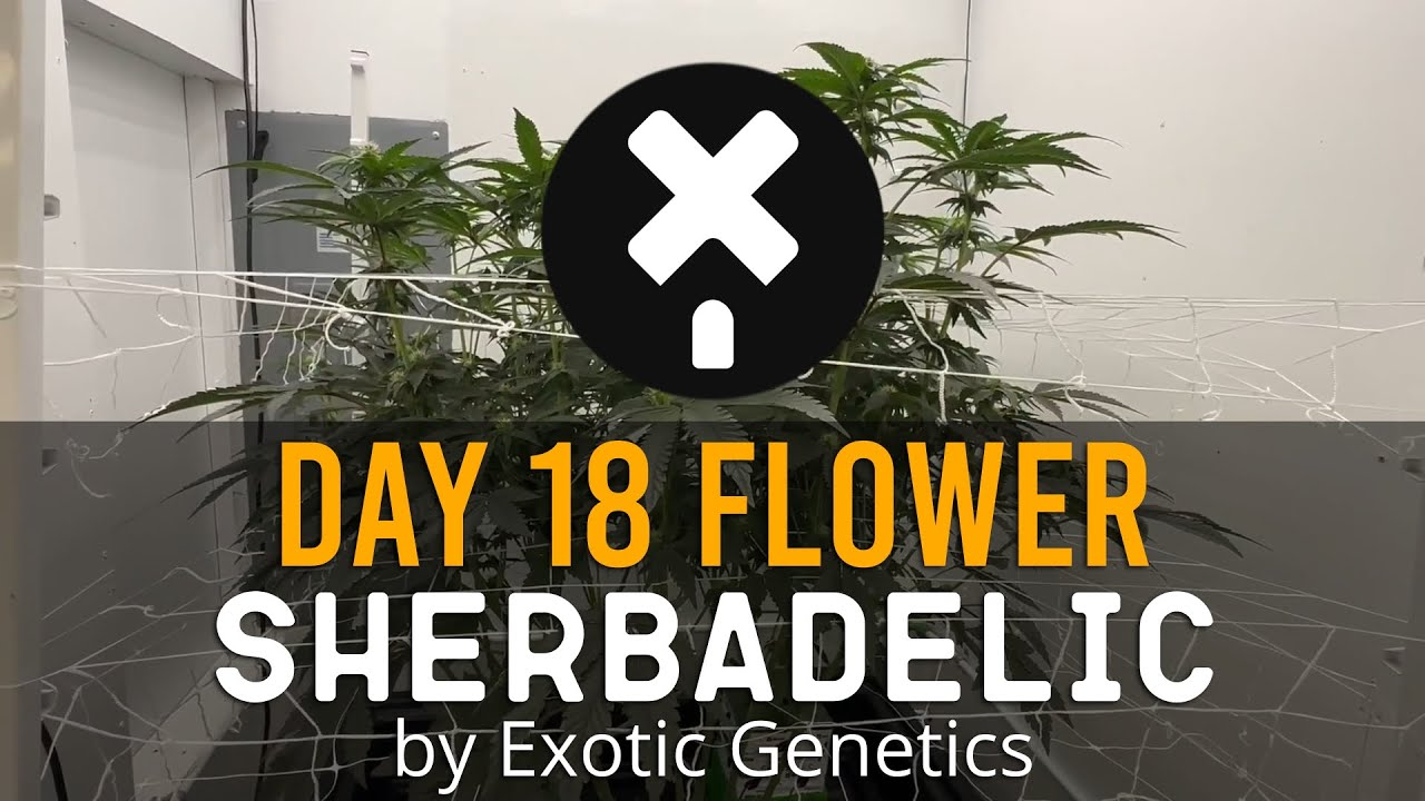 Sherbadelic - Day 18 Flower of new cannabis strain for the facility in 2023