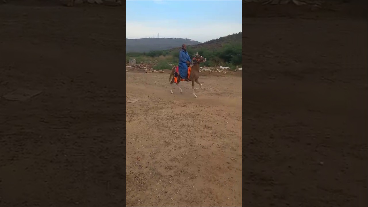 beautiful steps of filly #balochihorses #sindhihorses #pakistan #singlefooter