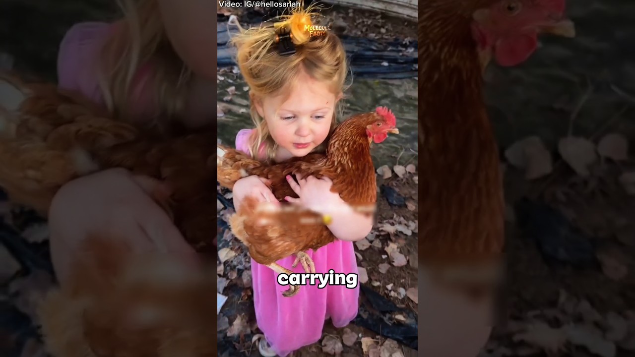 Brave Little Girl Rescues Trapped Chicken Under Trampoline 🐔