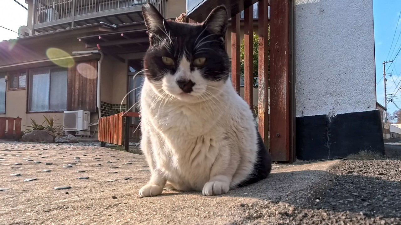 島の民宿・食事処でお客様をお出迎えする猫さんがかわいすぎた