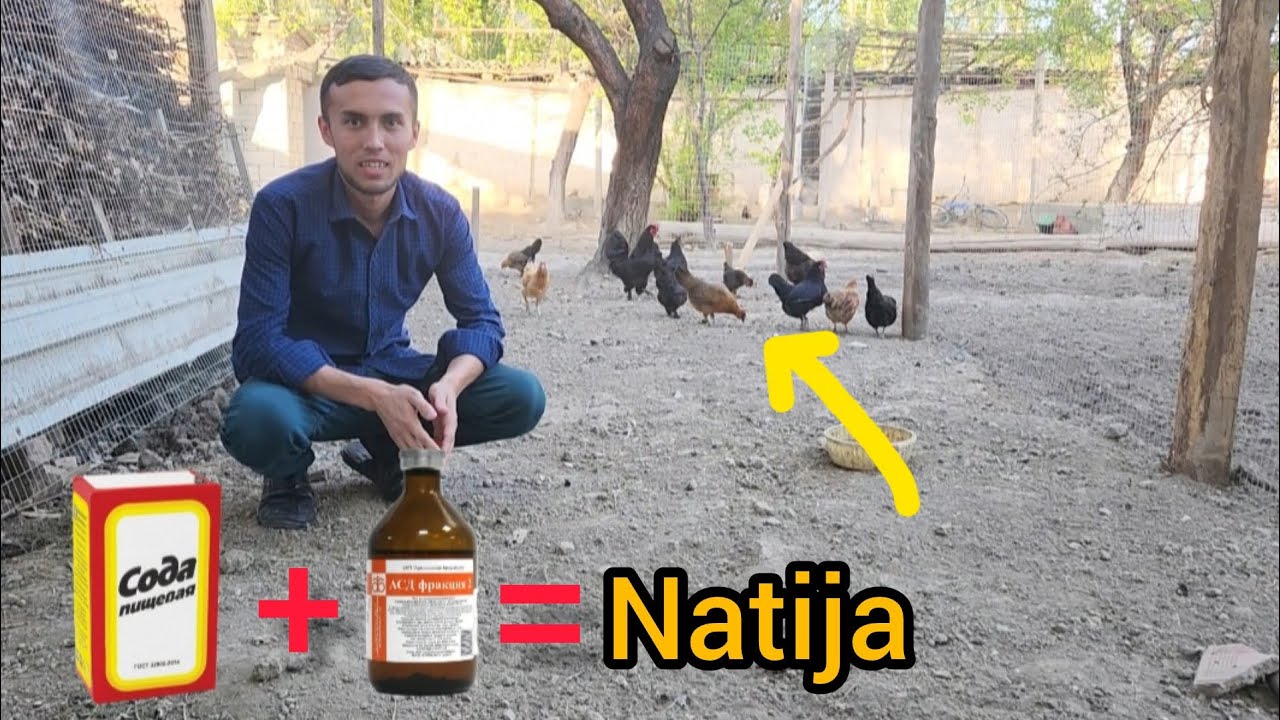 PARRANDALAR UCHUN SODA VA ASD SIROPINI FOYDALI SIRLARI, BILIB OLING