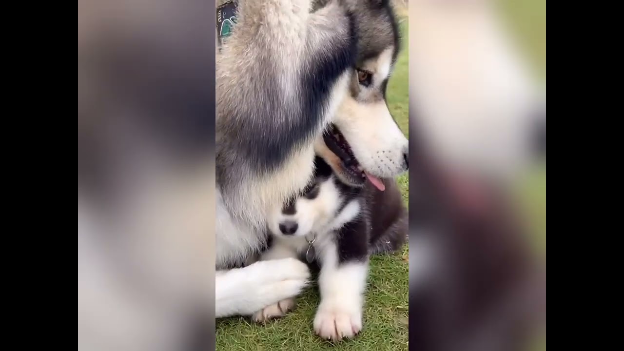 How far would a dog go to save her pups?
