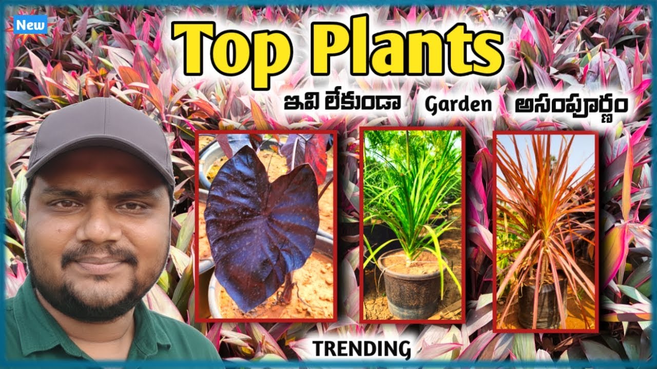 ఇండోర్ & అవుట్‌డోర్ టాప్ ప్లాంట్స్ 🌿 | డ్రాసీనా, పెన్సిల్ పైన్ #asplants #landscapeplants #kadiyam