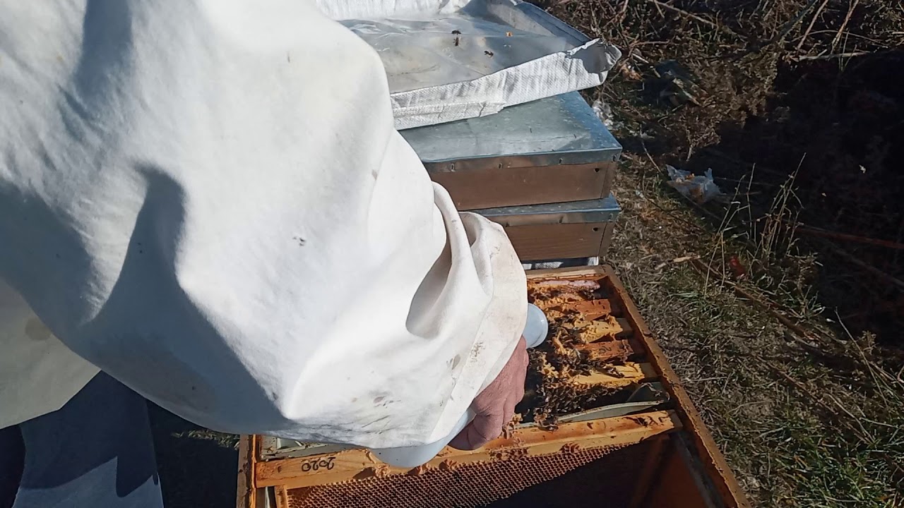 OKSALİK ASİT DAMLATMA TEST UYGULAMASI NASIL YAPILIR ?-(OKSALİK ASİTLE VARROA MÜCADELESİ NASIL OLUR)