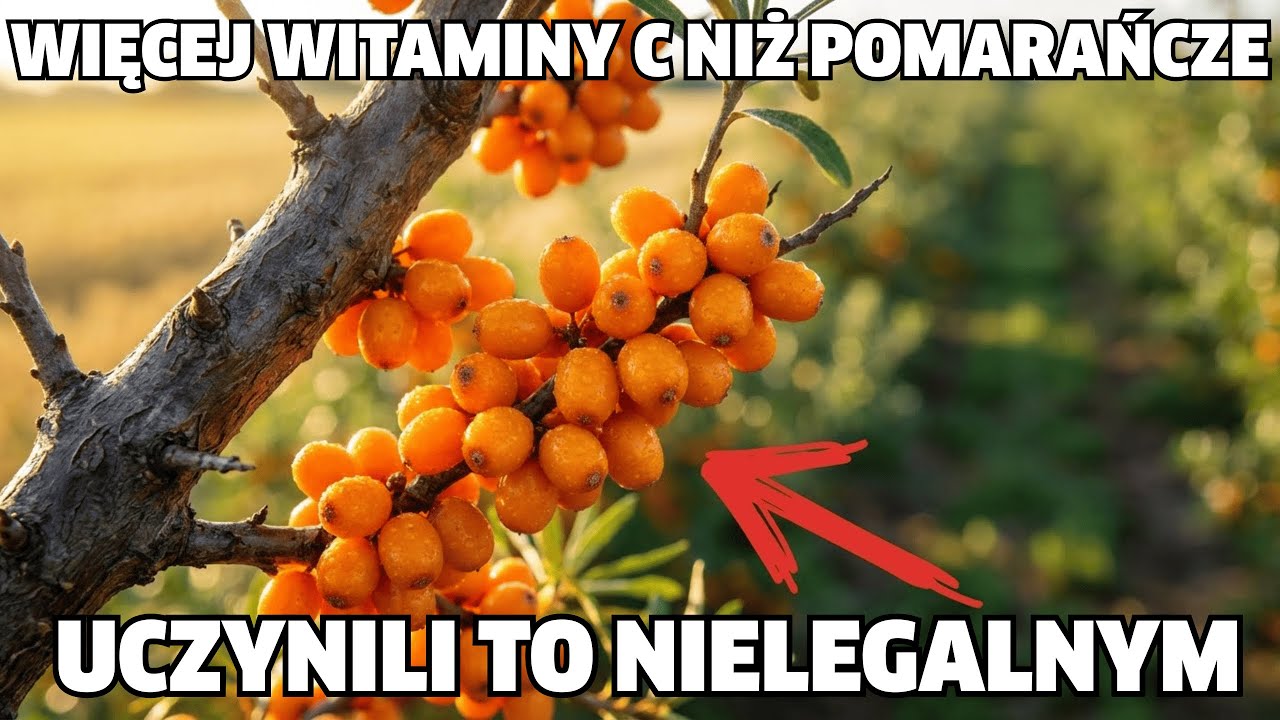 Lepsze niż truskawki i pomarańcze razem: superfood, które zamieniono w chwast