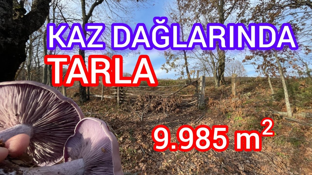 KAZDAĞLARINDA OKSİJEN DEPOSU 9.985 M² ARAZİ - BALIKESİR GÖNEN BEYOLUK'TA - 580 RAKIMDA