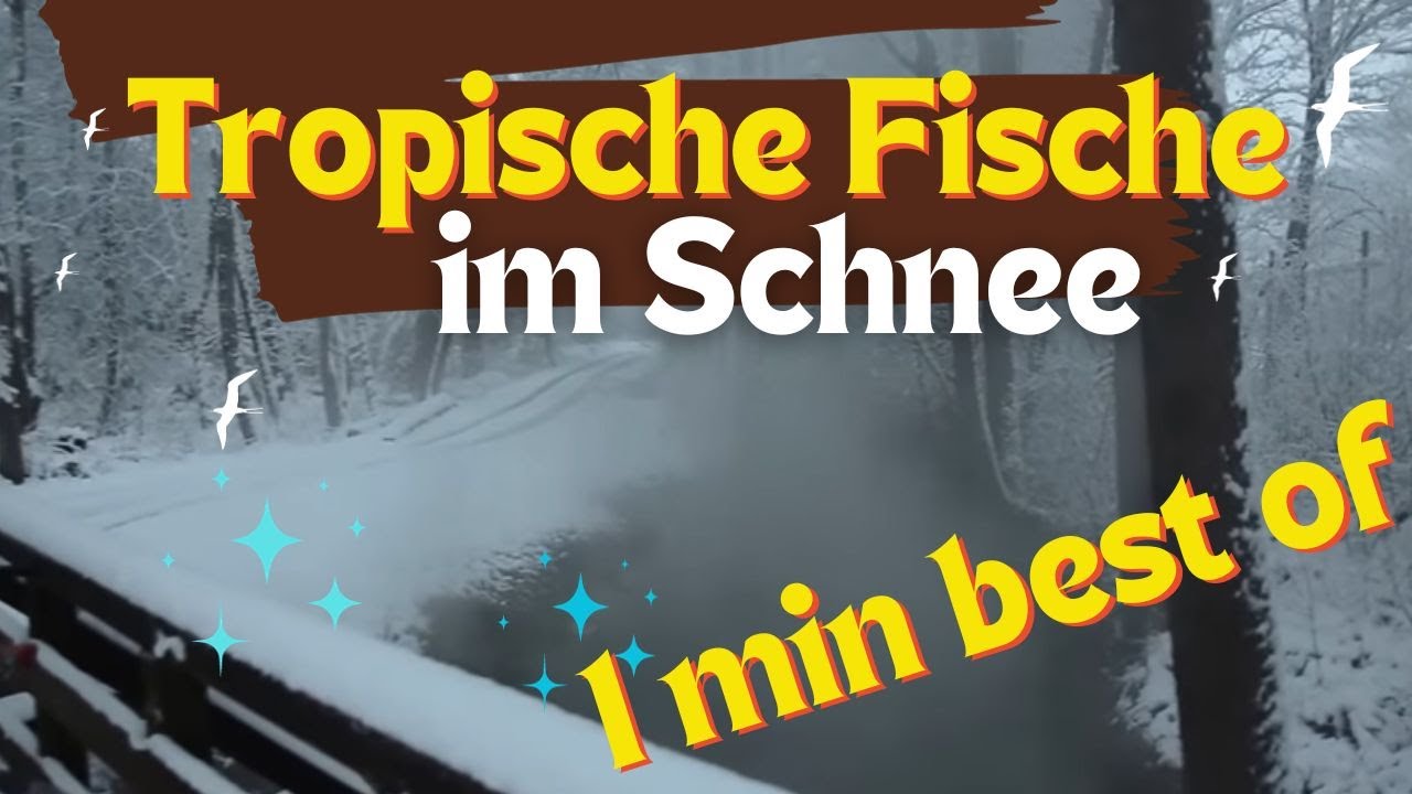 Warmbach Villach - tropische Fische in der österreichischen Winterlandschaft