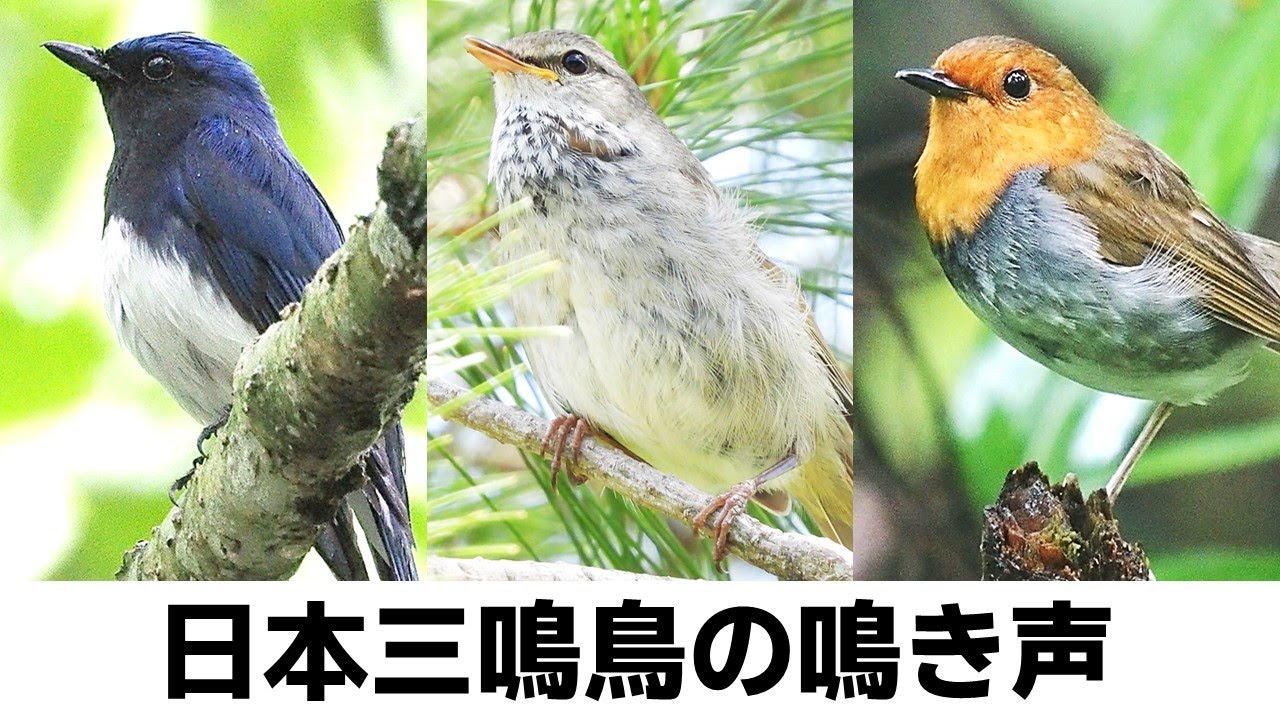 日本三鳴鳥の鳴き声【オオルリ・ウグイス・コマドリ】