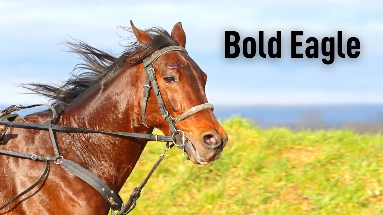 Bold Eagle - en av de största någonsin