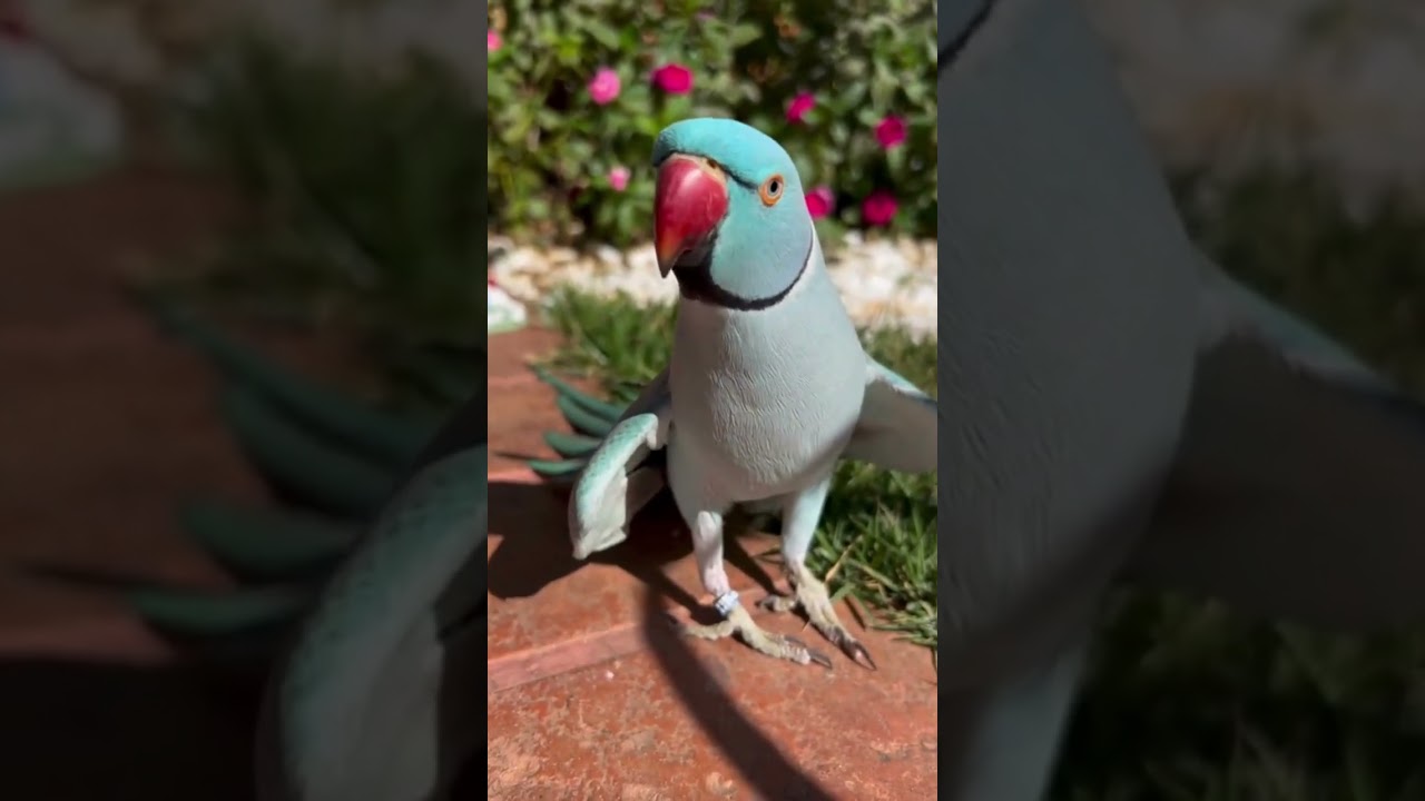 Ring Neck Falando, Cantando. Ring Neck Falante.