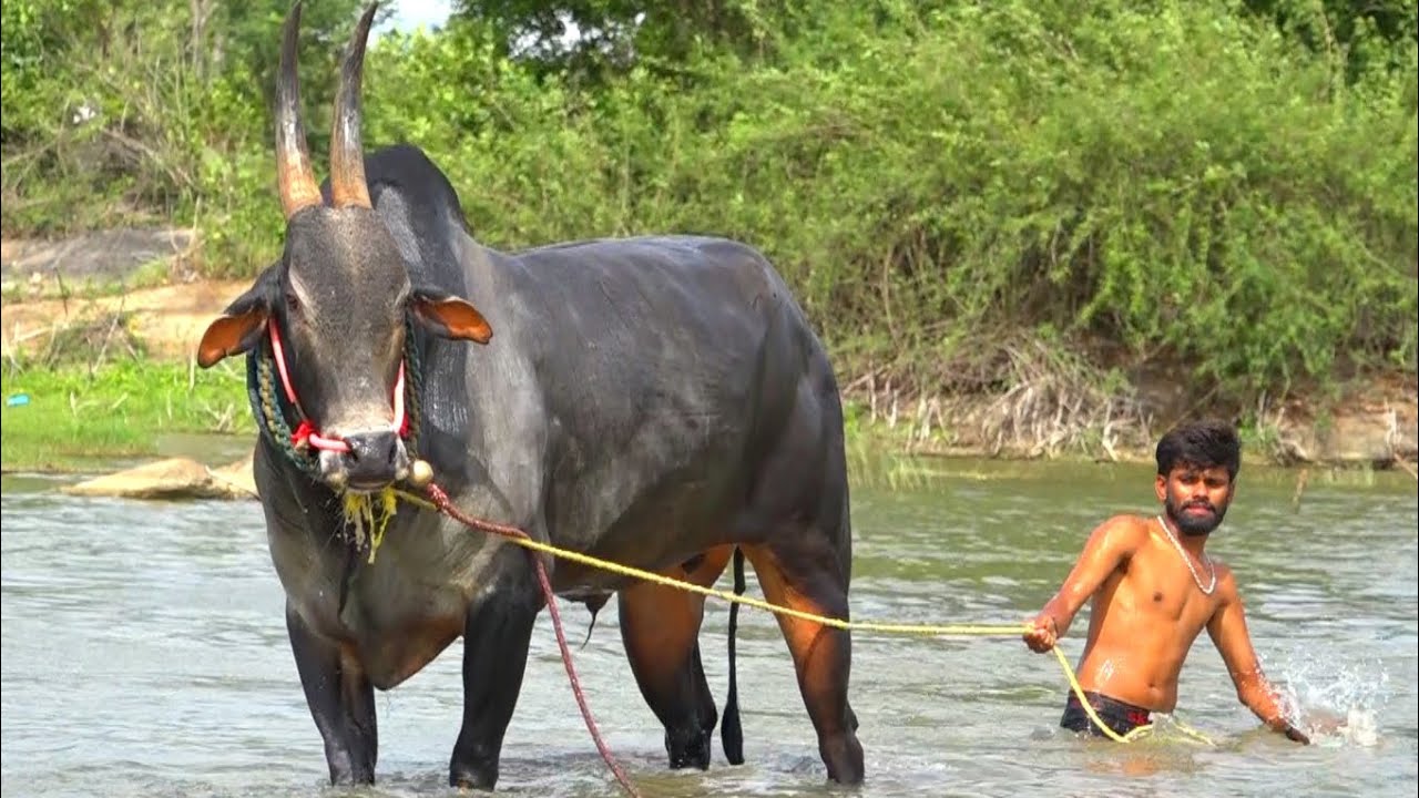 SNS Kariya Jallikattu Stud bull full video, Running Swimming, Action, Bailpola