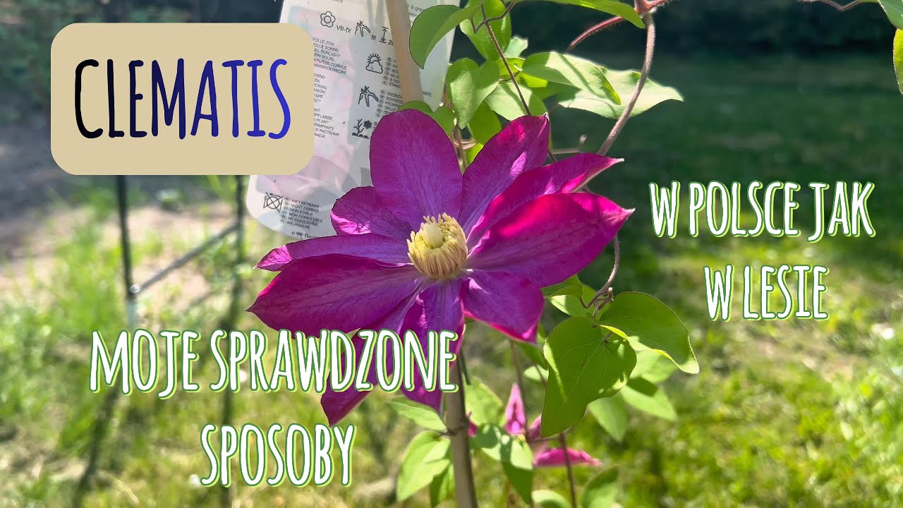 Clematis. Jak sadzić powojnik, czego potrzebuje? 