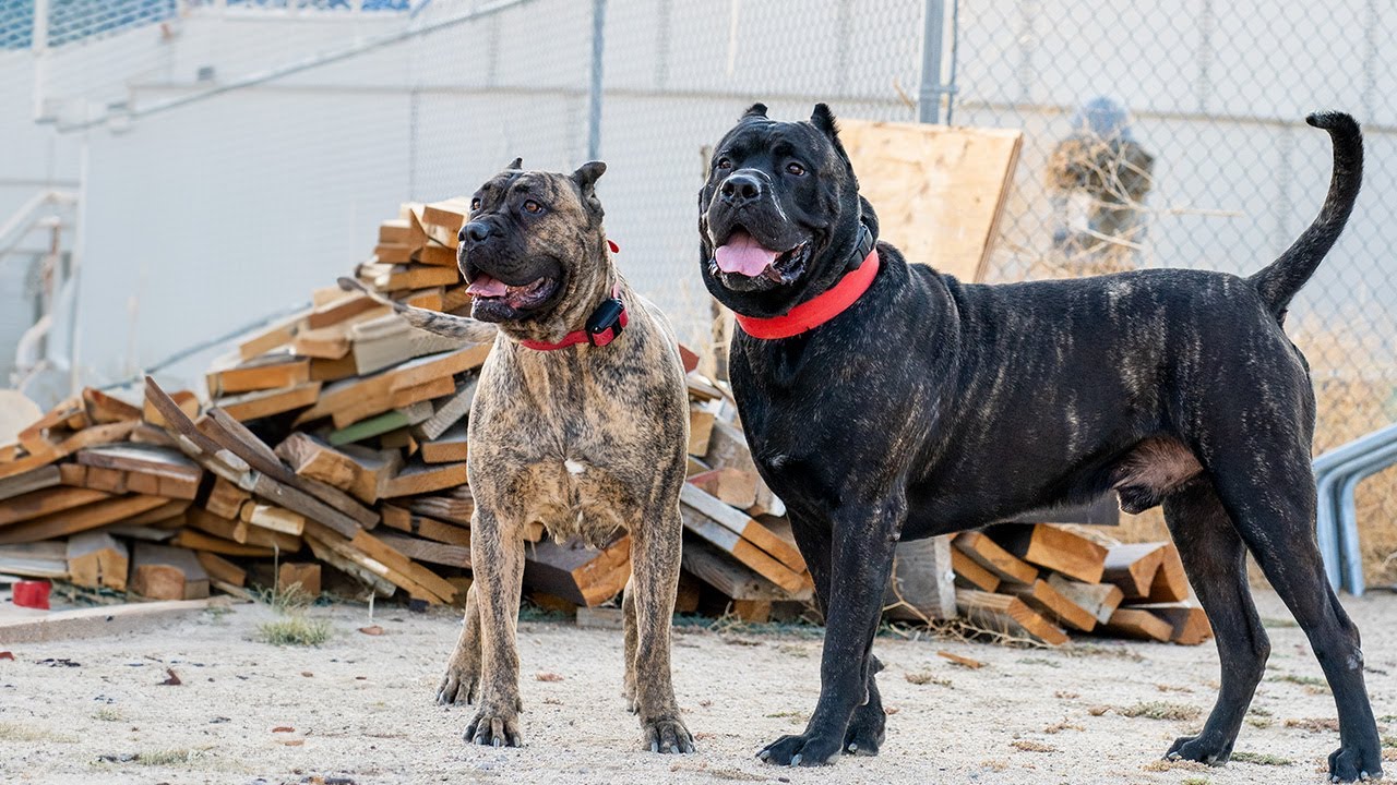 Giant Dog Breeds Nobody Expects To Be This Sweet