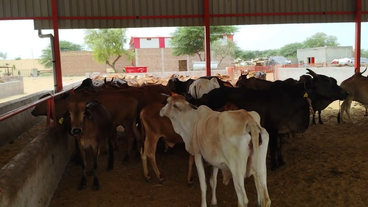 जय गौमाता 🙏📍 स्थान: मालेर गाँव, जिला श्रीगंगानगर (राजस्थान)