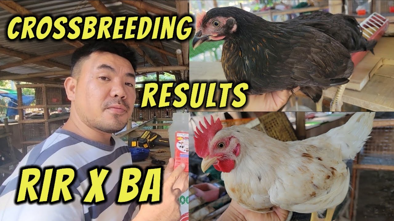 Maganda ba ang cross breed ng RIR at Black Australorp?