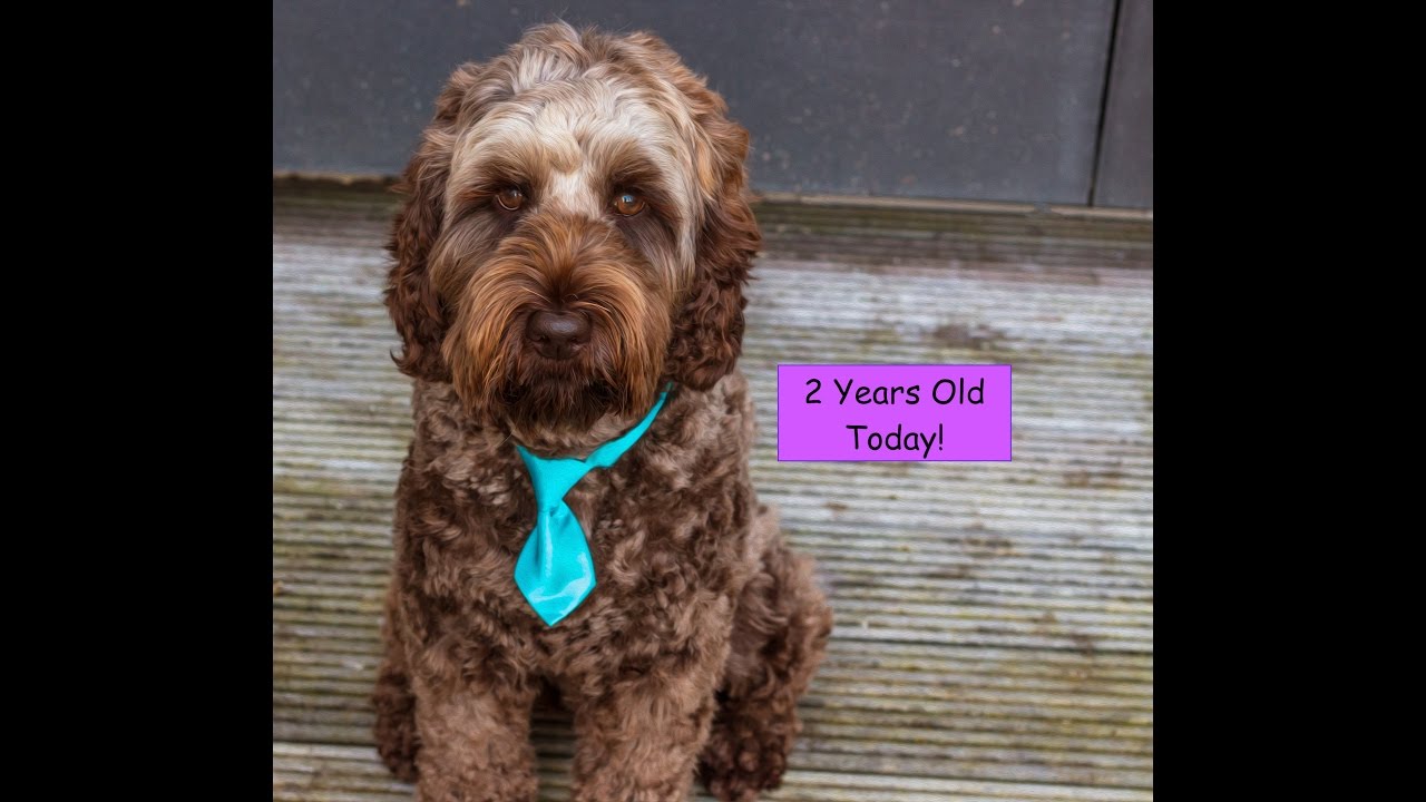 Watson the Labradoodle 1 to 2 Years Old