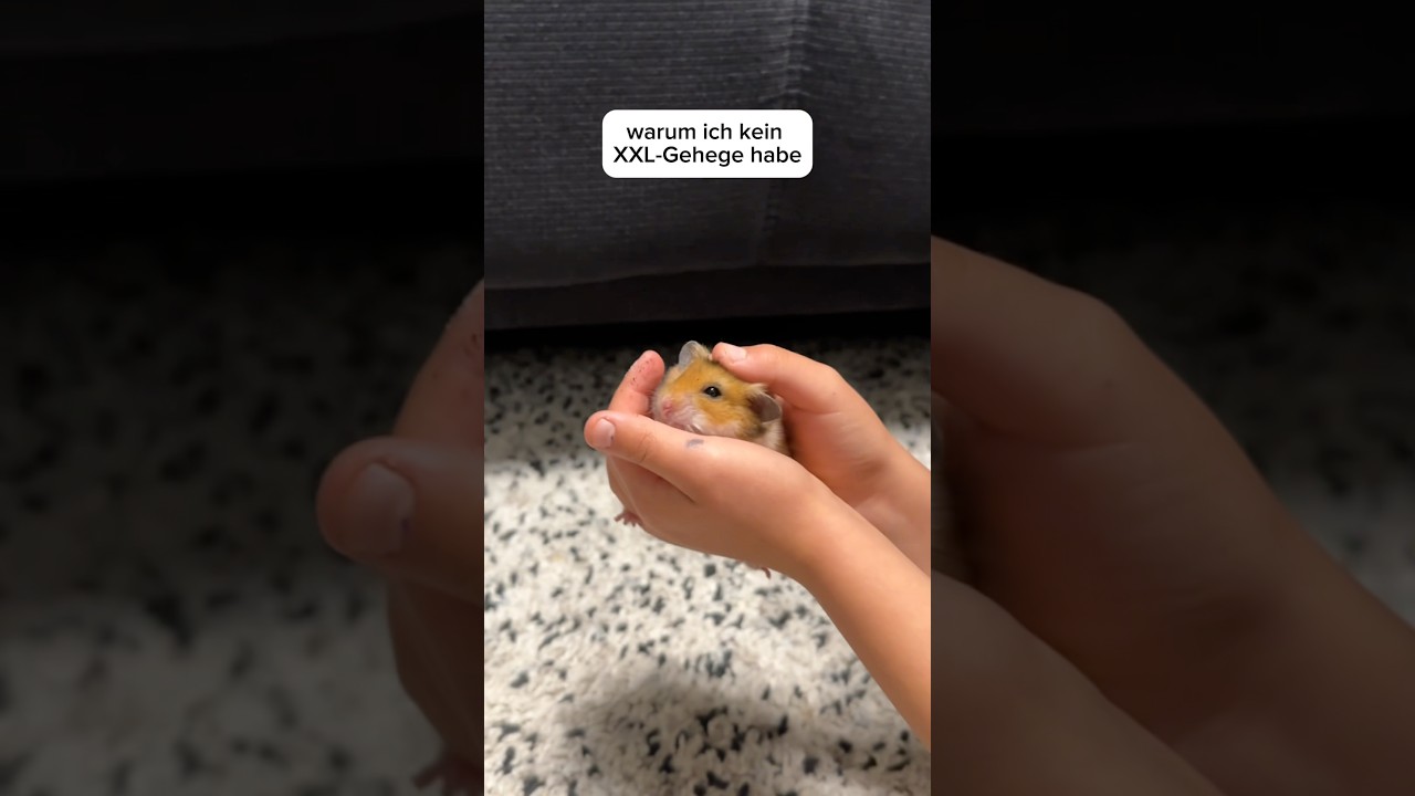 Als ich erfahren habe, was ein Gehege wirklich kostet #hamsters #gehege