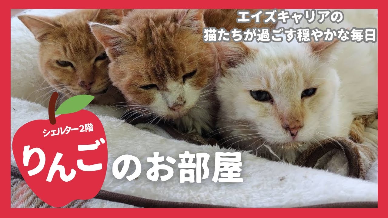ねこ善シェルター2階のキャリアの子たちのご紹介