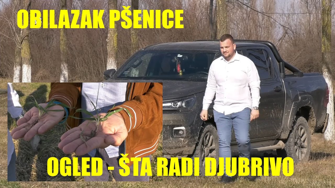 DJUBRENJE PŠENICE - i okopavina  - ČUDA NE POSTOJE  SAMO NAUKA   šta da gledate na korenu kako RADI?