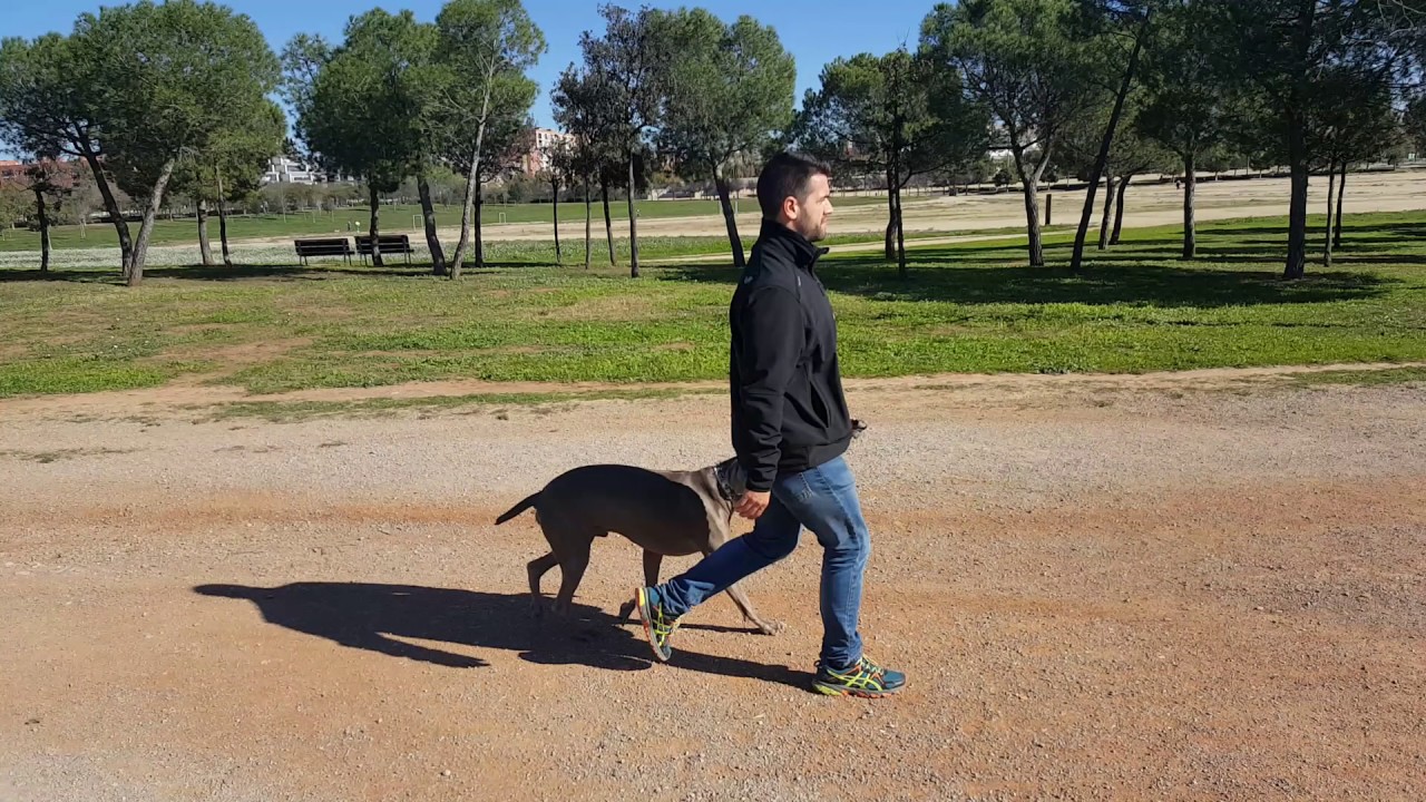 Adiestrador perros Braco de Weimar