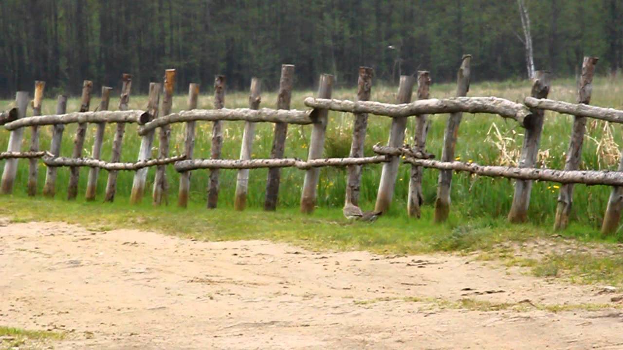 rycyk(Limosa limosa)i-Biały Grąd.MOV