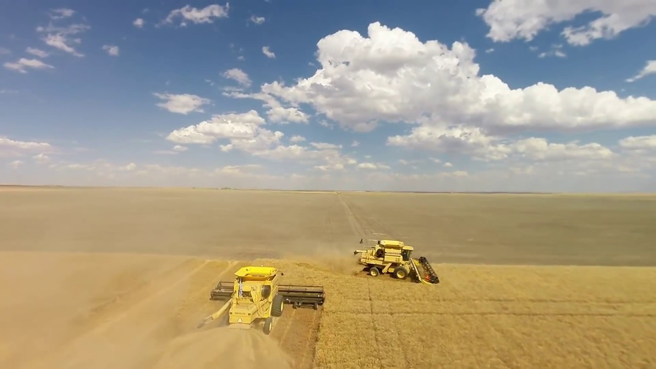 Van Dyke Farms 2016 Winter Wheat Harvest. Conrad Montana