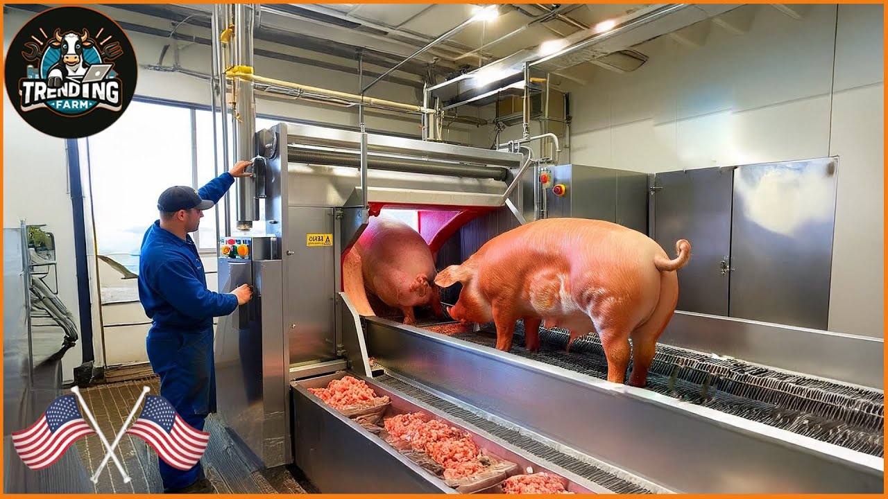 Shocking ! How Indiana Became The Heartland Of Ham - The Hidden World Behind 4.5 Million Pigs