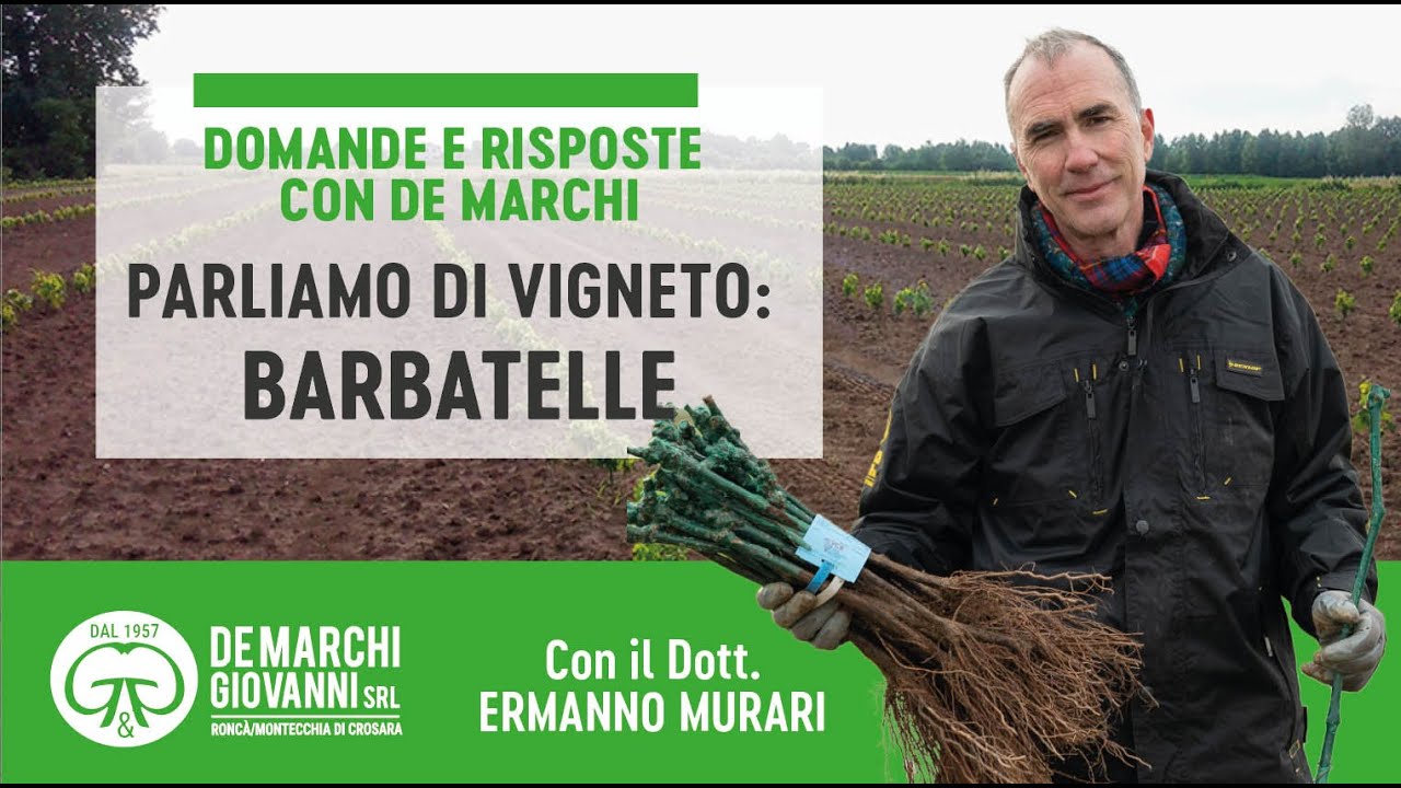 PARLIAMO DI VIGNETO  BARBATELLE