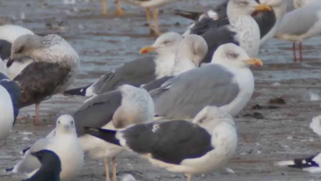 YELLOW LEGGED GULL adult male - LINGHAM LAKE OCTOBER 2nd 2014