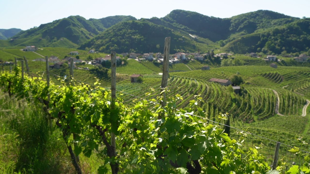 Le viti secolari modellate dall'uomo e dal tempo, capolavori tra le colline del prosecco