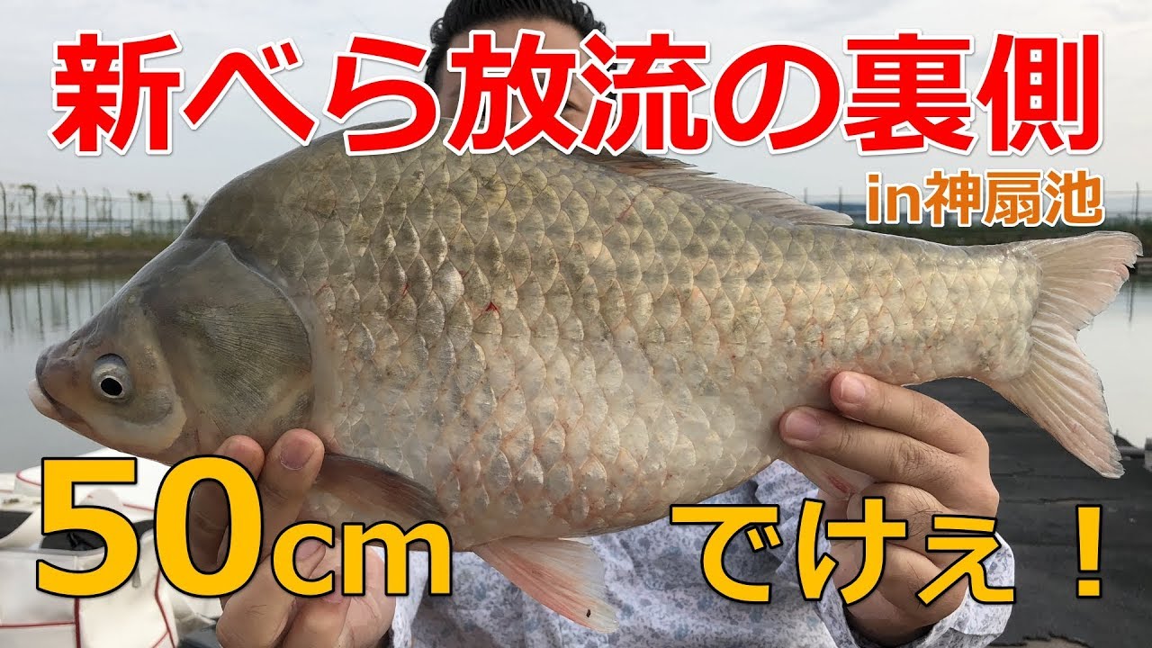 神扇池の新ベラ放流は椎の木湖クラスの大型べら！【ヘラ釣り】