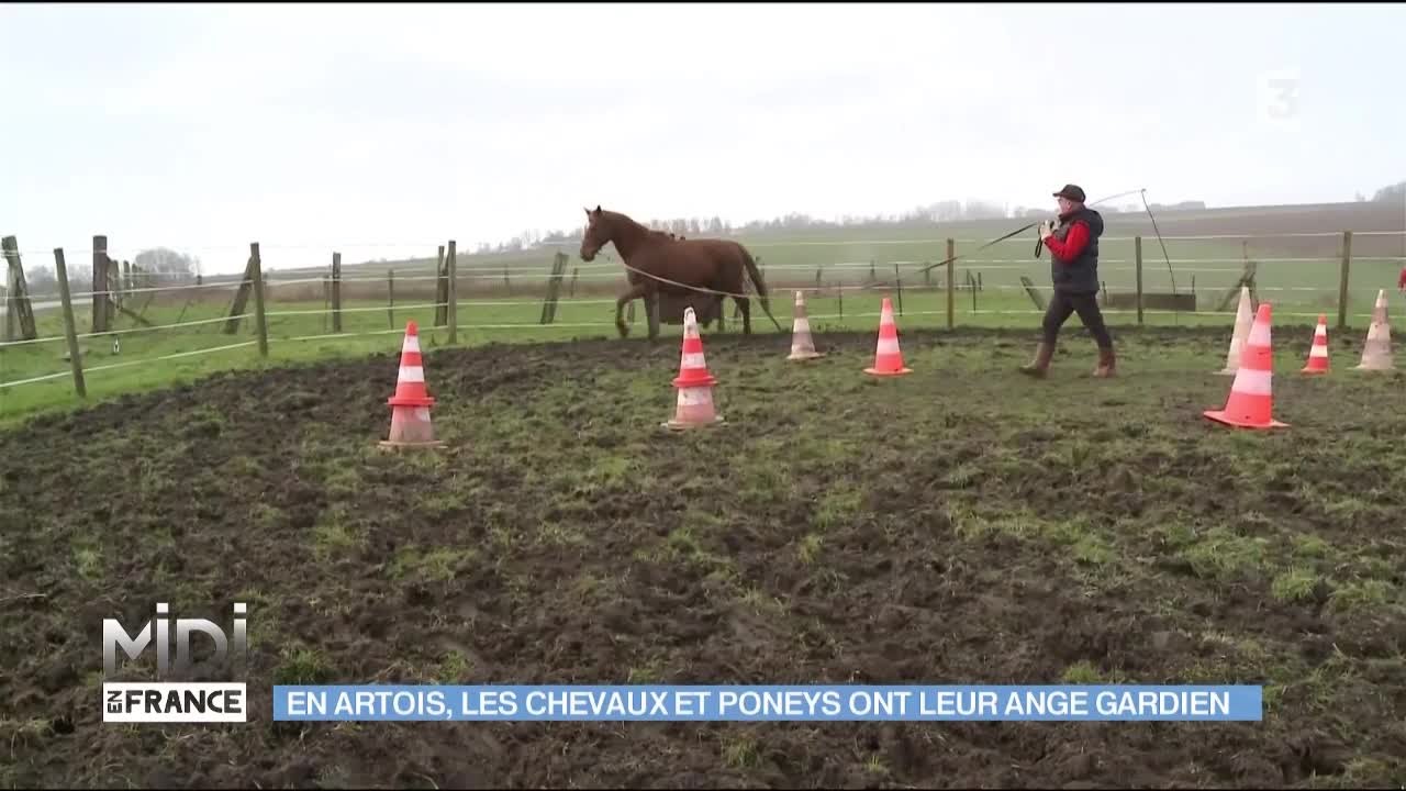 ANIMAUX : En Artois, les chevaux et poneys ont leur ange-gardien