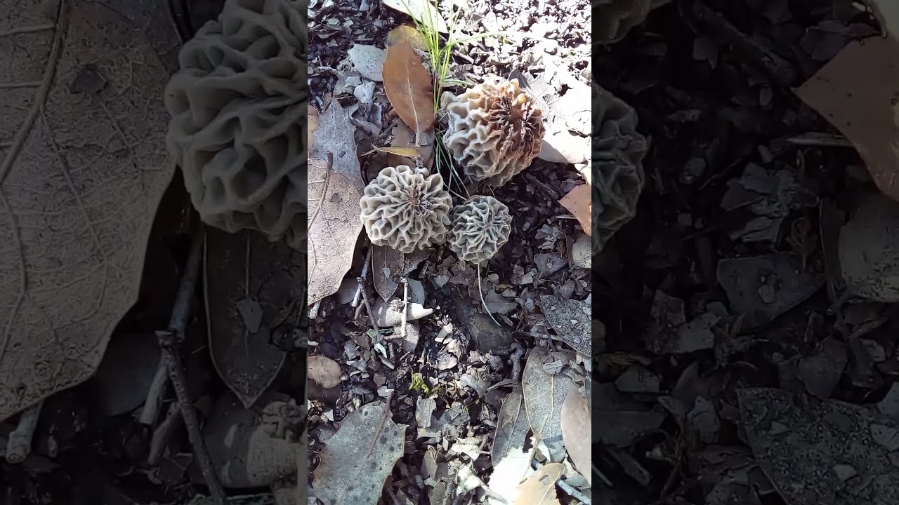 des morilles maroc 2021
