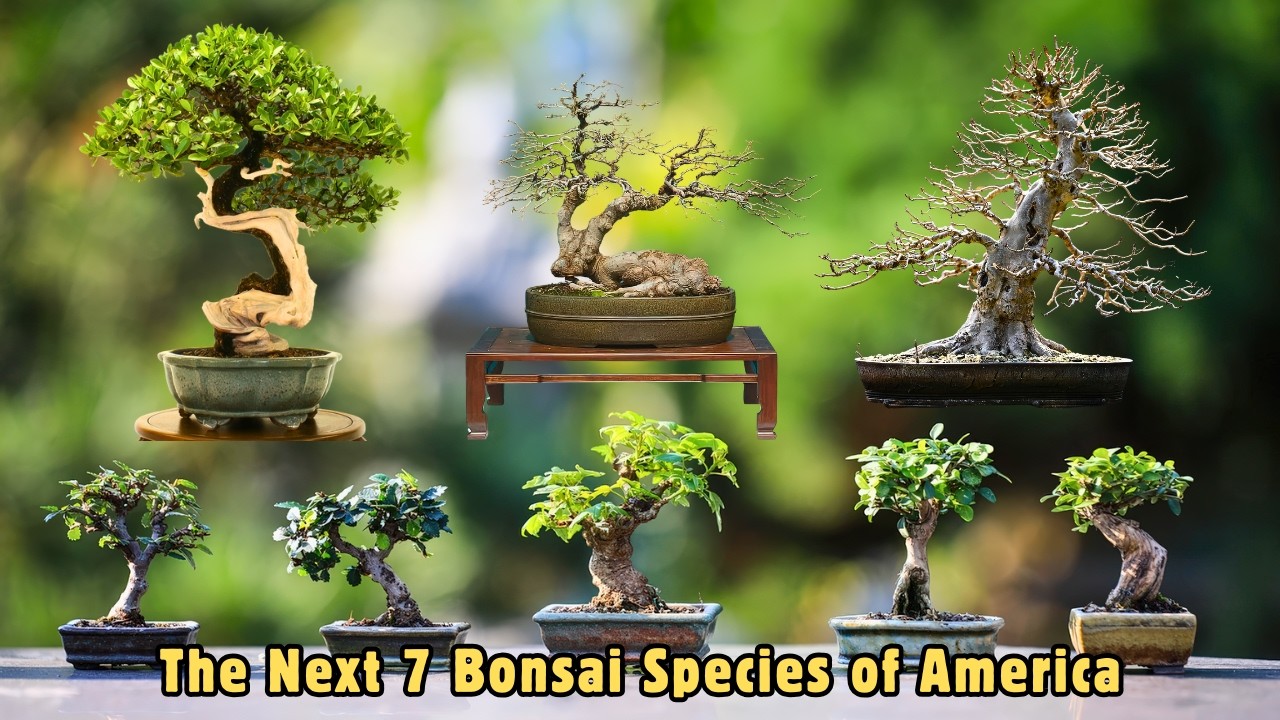 7 More Native Bonsai of America | Hidden Gems from the Wild