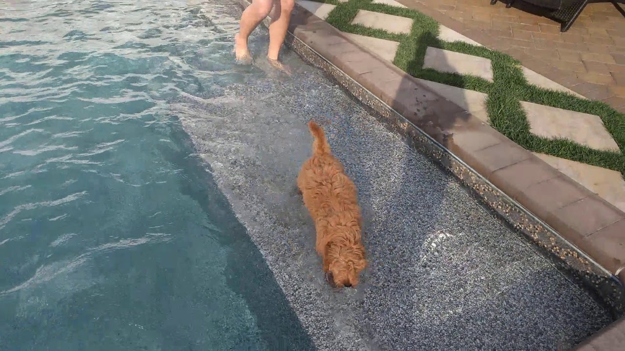 Penny the goldendoodles first time swimming