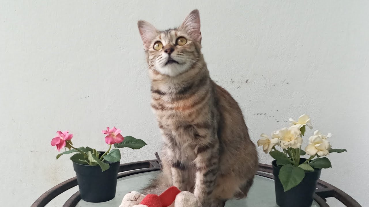 Time Machine Cats !!!! Longest Daily Cat's Story